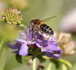 A Bee Box